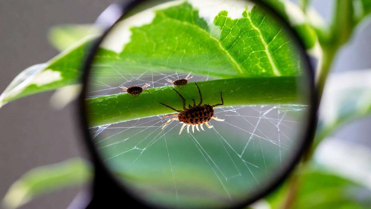 Calico kitten plant leaf underside showing spider mites and webbing under magnification