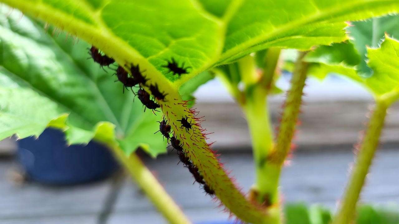 Rieger begonia plant with aphids on leaves, contrasted with a healthy plant."