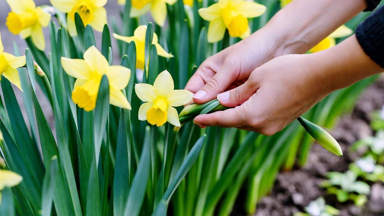 Post-Bloom Care for Long-Term Success