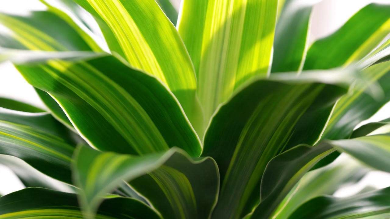 Close-up of vibrant mass cane plant leaves in bright, indirect light, showcasing glossy green and yellow variegation.