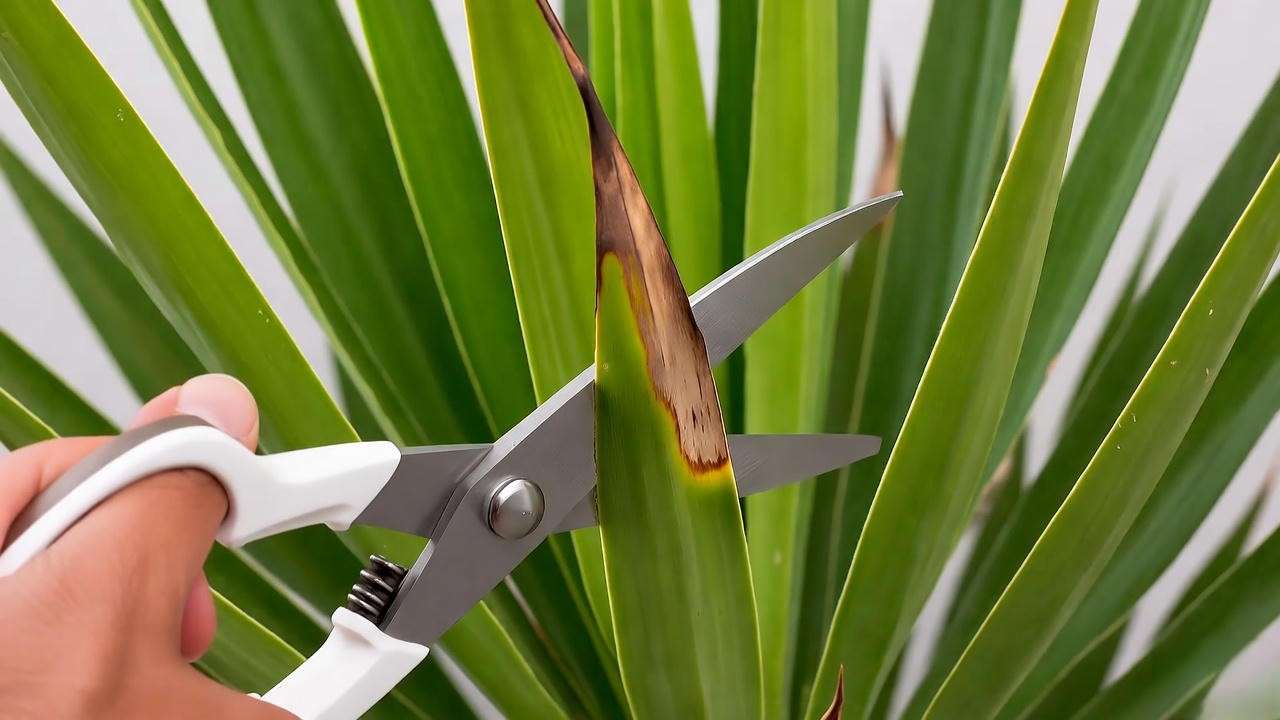 Step-by-step pruning of a yucca plant with sterilized shears."
