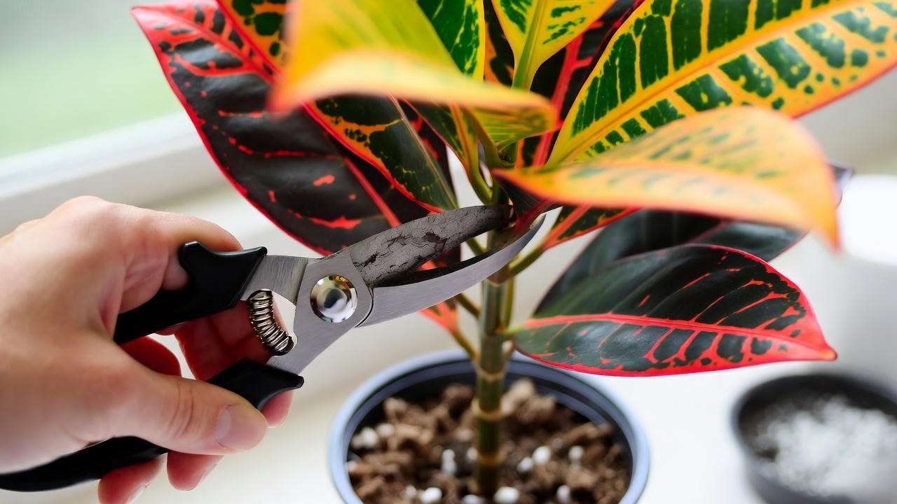 Hand cutting a croton stem for propagation with pruning shears, vibrant leaves, and soil mix in a tropical setting."