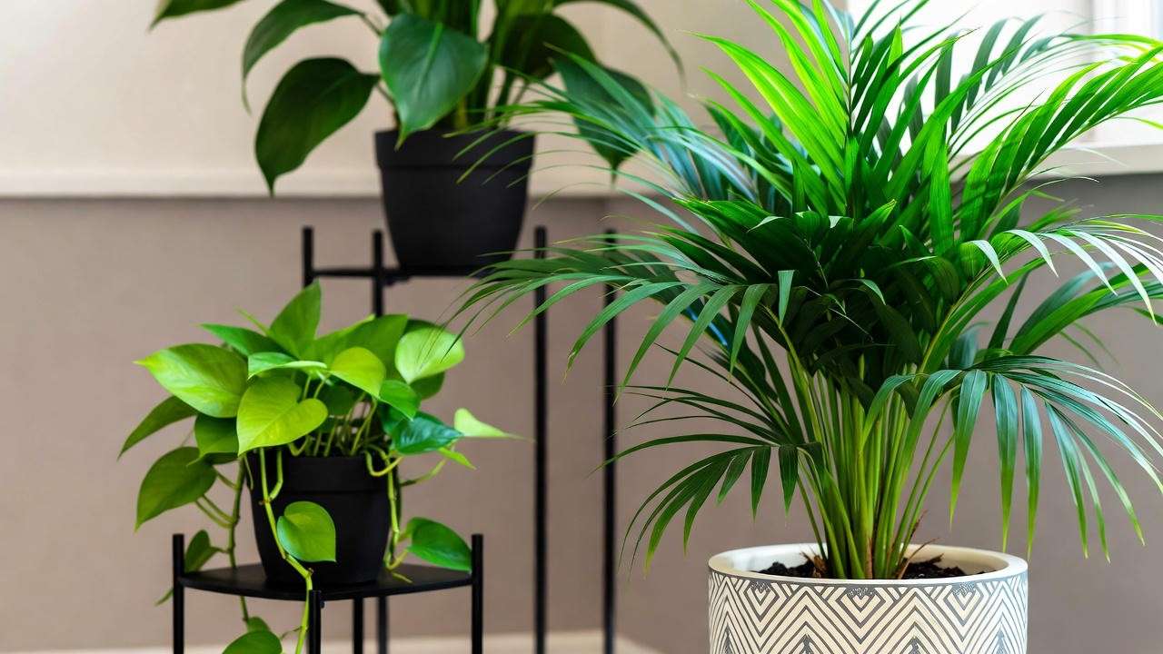 Styled living room corner with Neanthe Bella Palm, pothos, and peace lily on a plant stand."