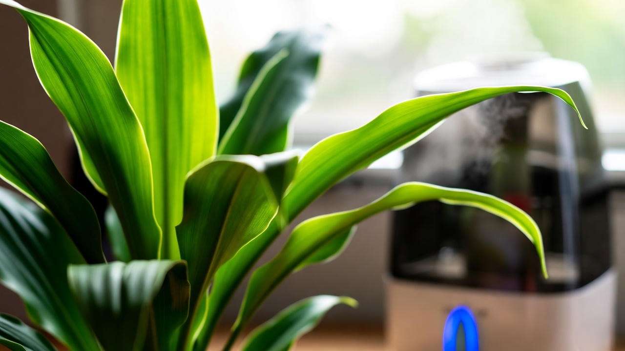 Pleomele plant with misted leaves near a humidifier