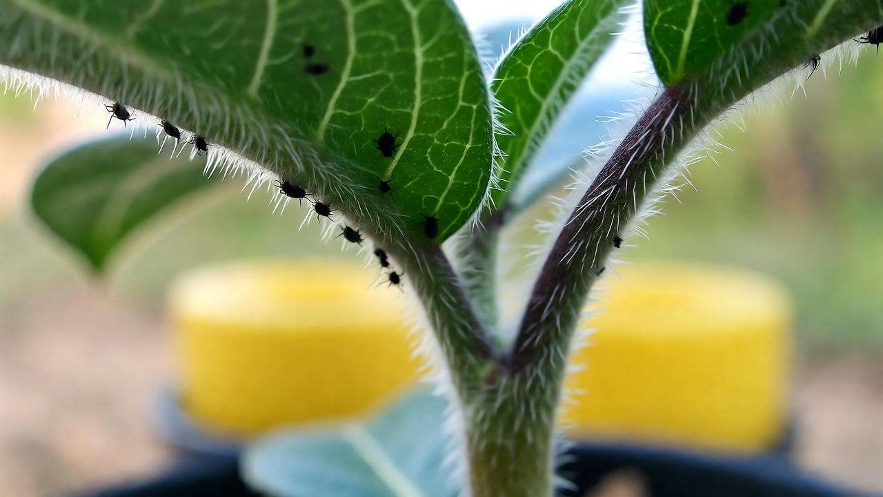 Aphids on underside of curry plant seedling leaf with sticky trap