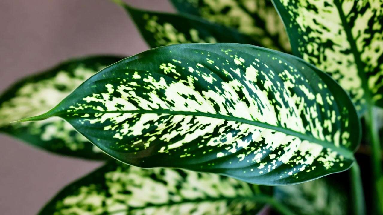 Close-up of a healthy, vibrant variegated peace lily leaf showcasing its unique green and white patterns.