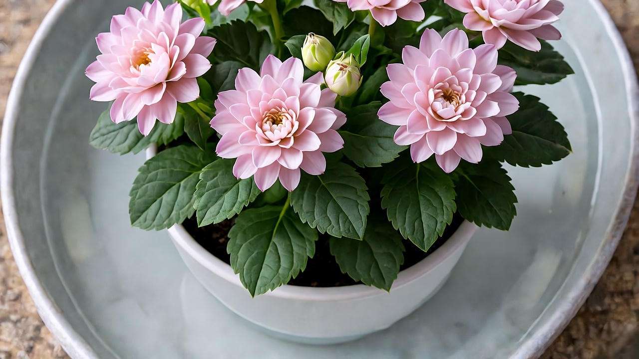 Bottom watering a Calandiva plant with a tray and well-draining pot"