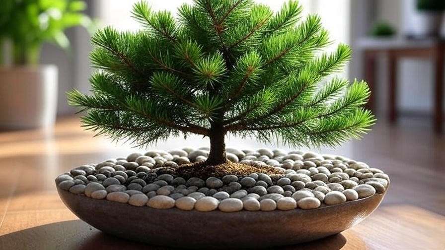 Potted pine tree with a pebble tray for humidity in an indoor setting."