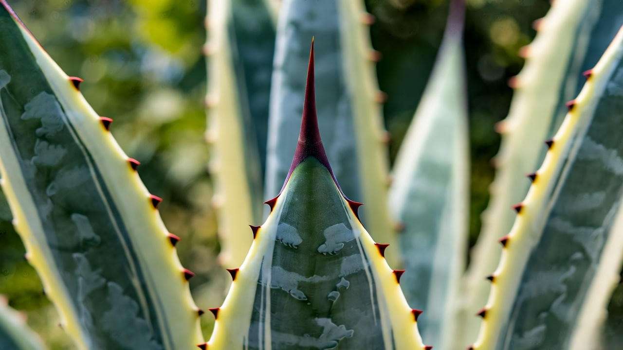 Close-up of Caribbean agave plant leaf with variegated margins and sharp spine for identification