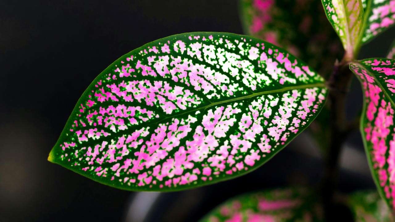 Close-up of confetti plant leaf showing pink and green variegation patterns