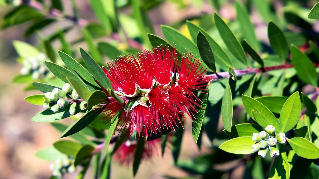 Close-up of a thriving Little John Plant with red bottlebrush flowers and green leaves in a garden bed."