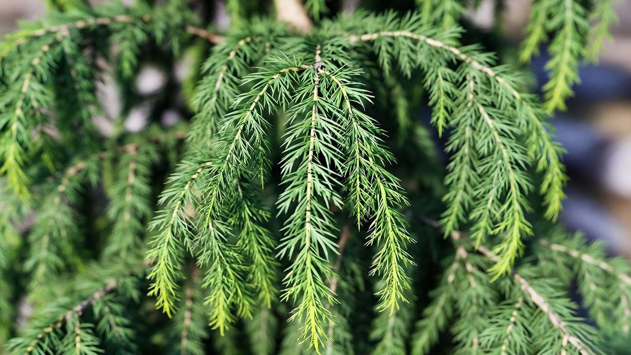 Close-up of Devadaru plant leaves in a Himalayan garden"