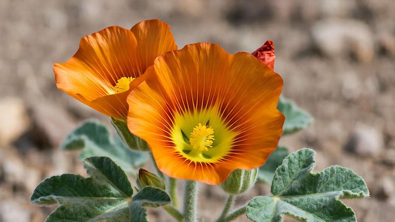 Close-up of a desert mallow plant with orange blooms and a bee pollinating in an arid desert setting."