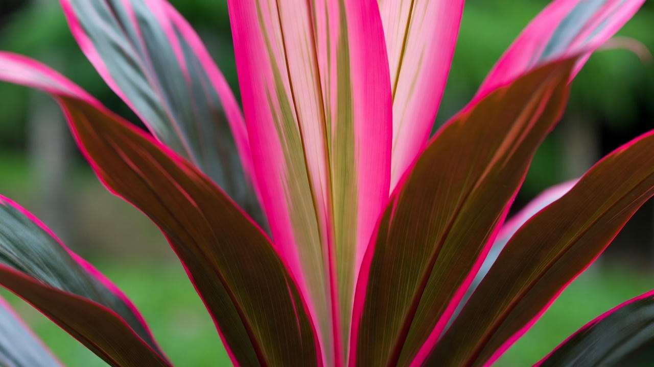 Close-up of vibrant Red Sister Plant leaves in a tropical garden.