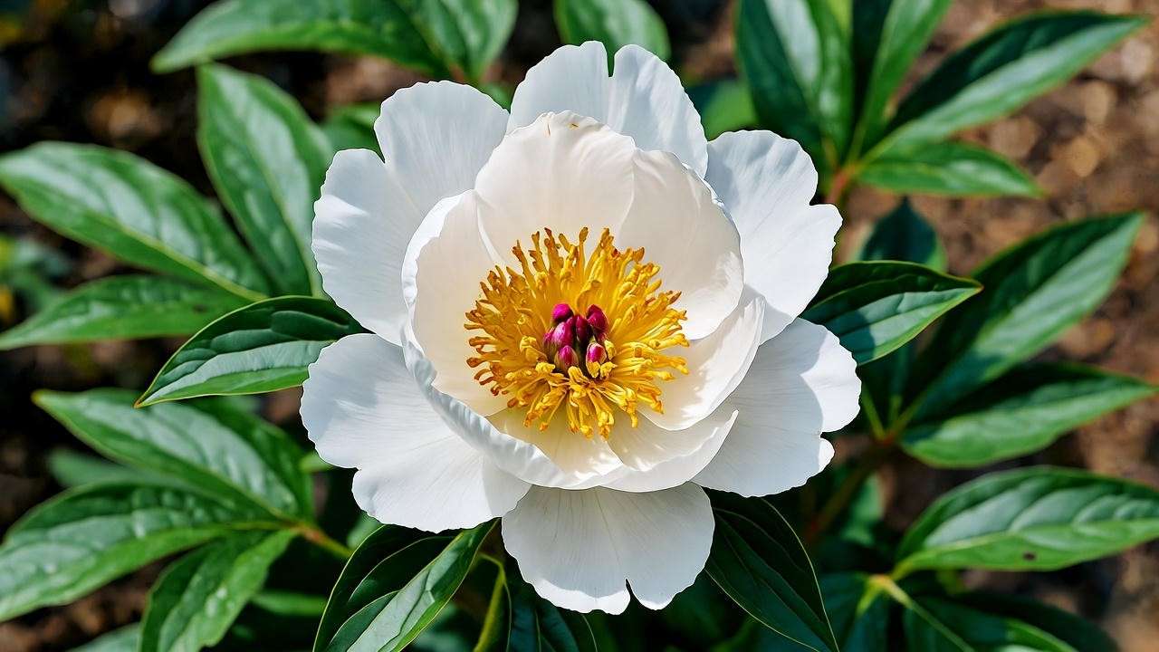 Close-up of a white peony flower with green leaves in a garden"