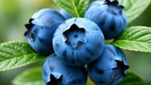 best blueberry tree
