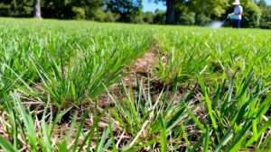 best crabgrass killer for st augustine grass