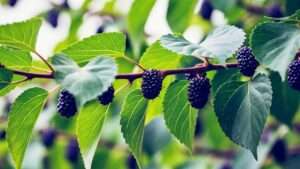 best fertilizer for mulberry trees