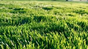 best grass for middle tennessee
