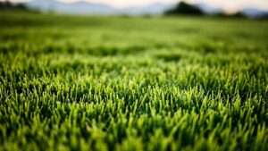 best grass for sacramento