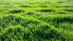 best grass for texas heat