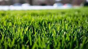 best grass seed for midwest