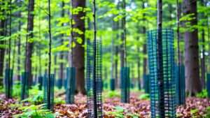 best tree guards for deer