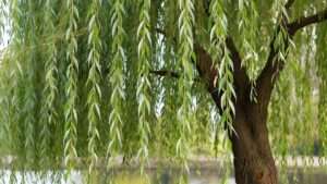 best weeping willow tree