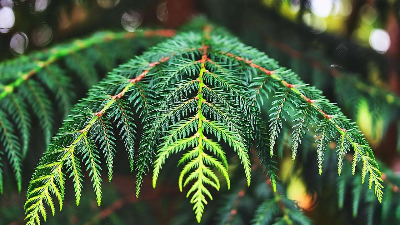 Grow & Care for Devadaru Plant: Expert Tips