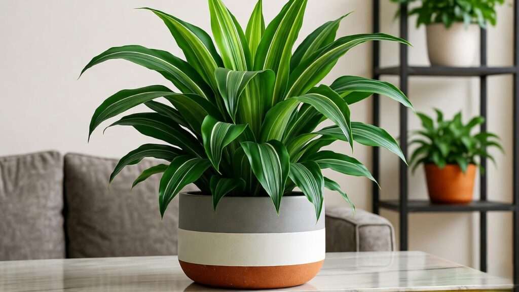 dracaena compacta plant