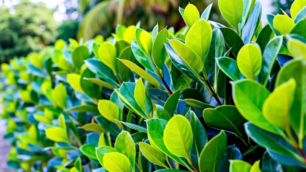ficus hedge plants
