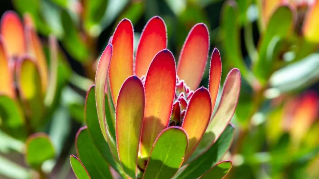 leucadendron plant