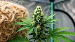 male cannabis plant