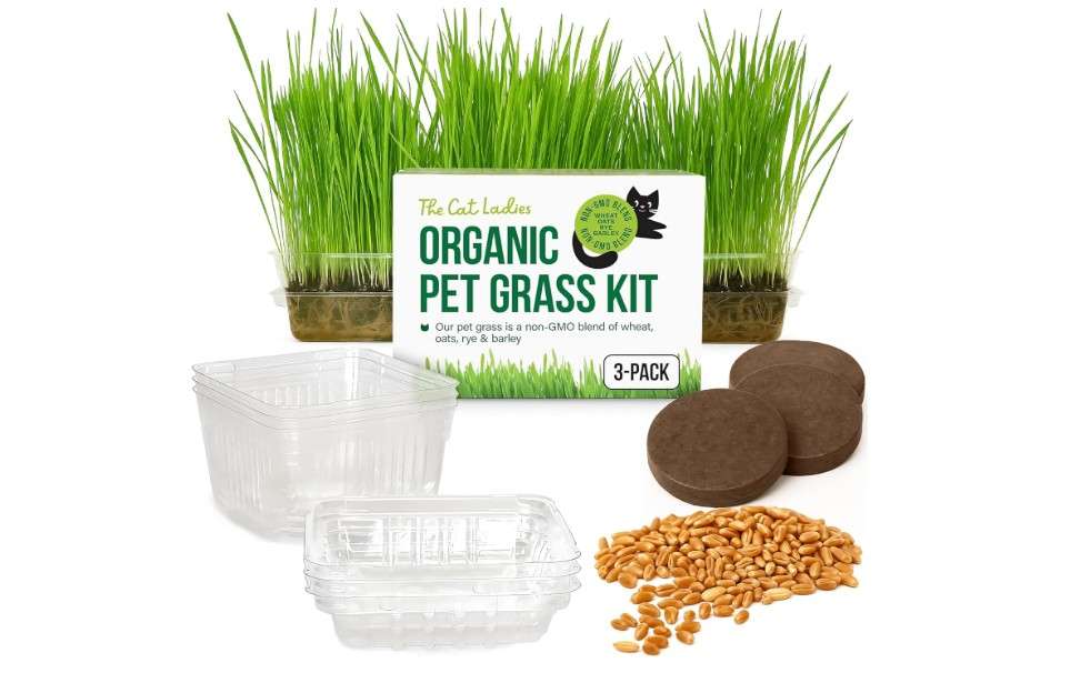 The Cat Ladies Cat Grass for Indoor Cats - Growing Kit - Organic Cat Grass Seeds, Soil and BPA Free Containers (Non GMO) - Locally Sourced Seeds! (3 Pack)
