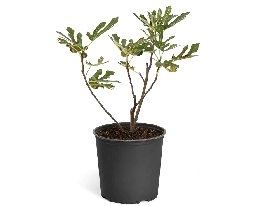 Brighter Blooms - Little Miss Figgy Tree, 3 gal, No Shipping to AZ, OR