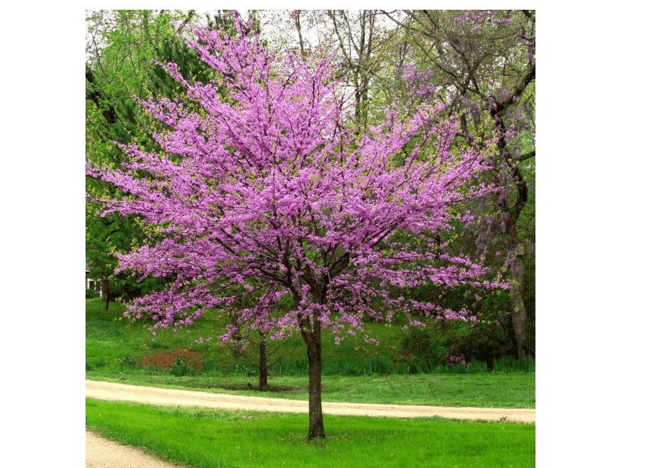 Eastern Redbud Tree (Cercis) - Live Plant