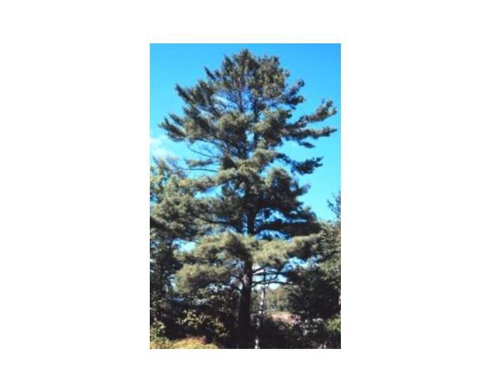 Pinus strobus: Eastern White Pine Seeds
