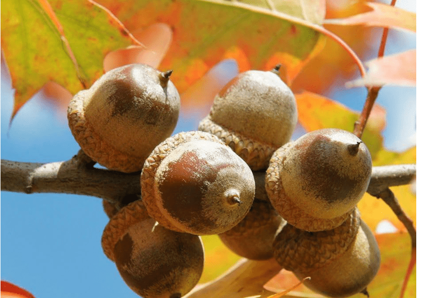  150 Eastern RED Oak Acorns - Quercus Rubra - Red Oak Family