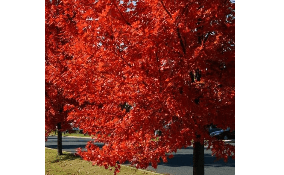  Autumn Blaze Maple Tree - 1 Gallon, Established Roots Potted - Acer x Freemanii, Fast Growing Tree, Fall Colors