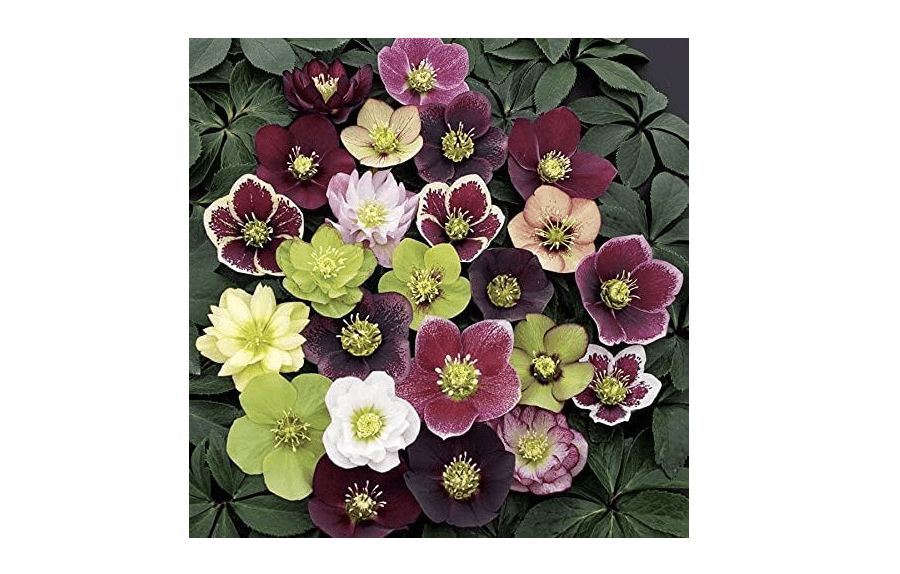 
3 Containers of Mixed Lenten Rose/Hellebore in 2.5 Inch Pots- Great for Fall Planting!