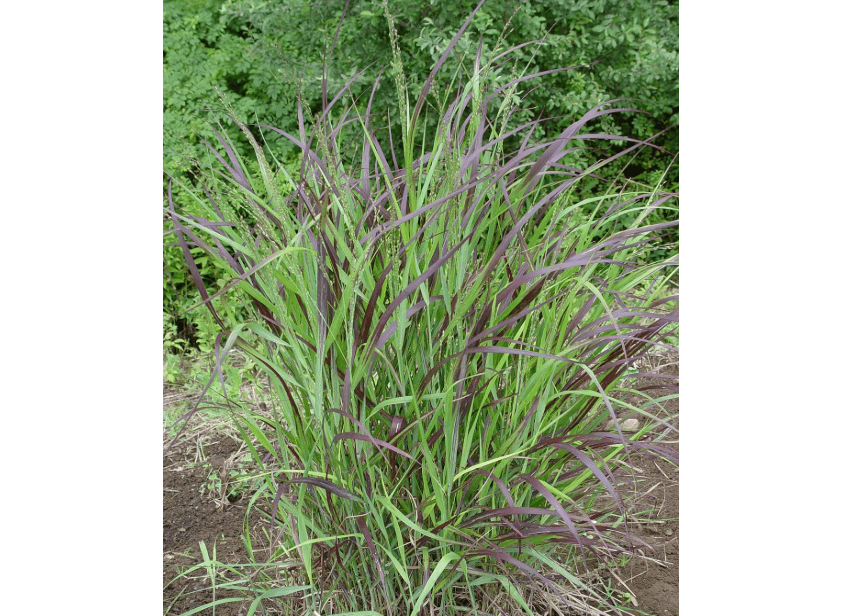 Panicum virgatum 'Shenandoah'