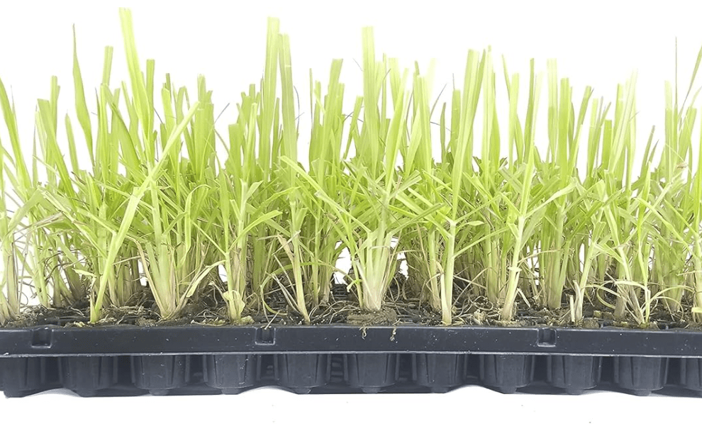 Lemongrass Plant | 10 Live Plants | Cymbopogon Citratu