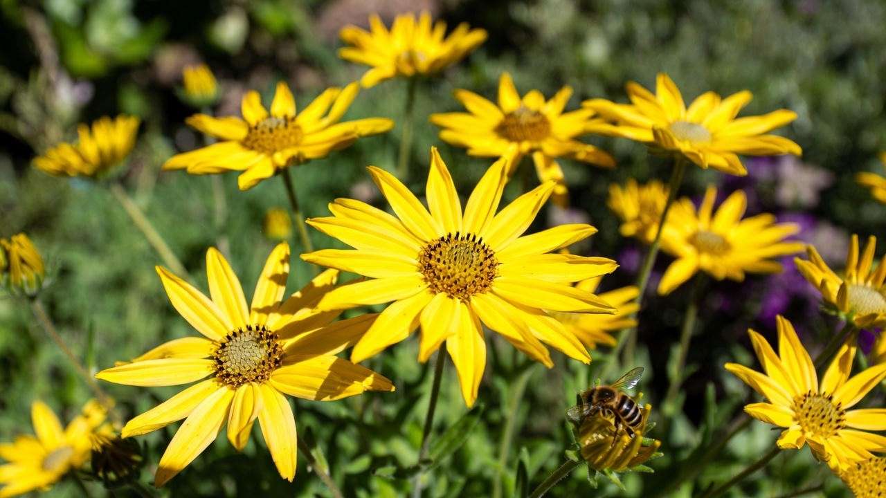 Close-up of vibrant gloriosa daisy plants with yellow petals and a bee, set against a green garden background.