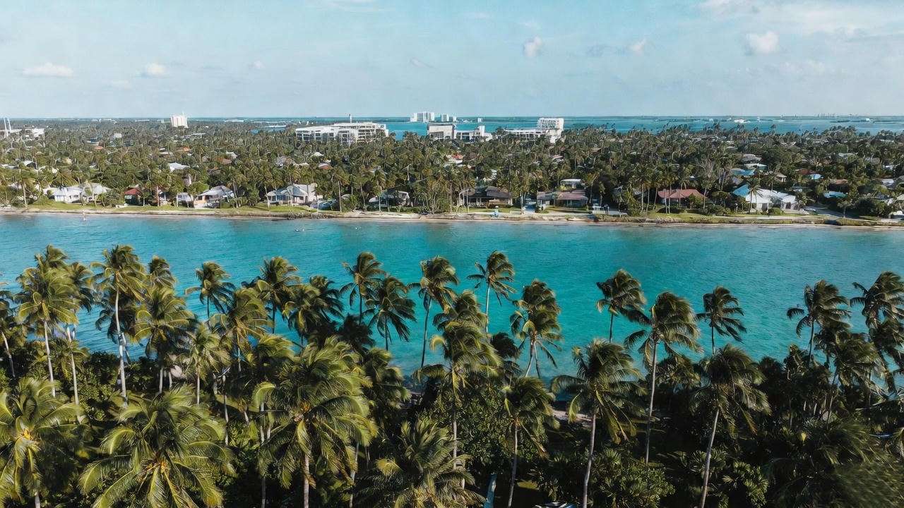 Aerial view of coconut trees thriving along South Florida’s warm coastal zones.
