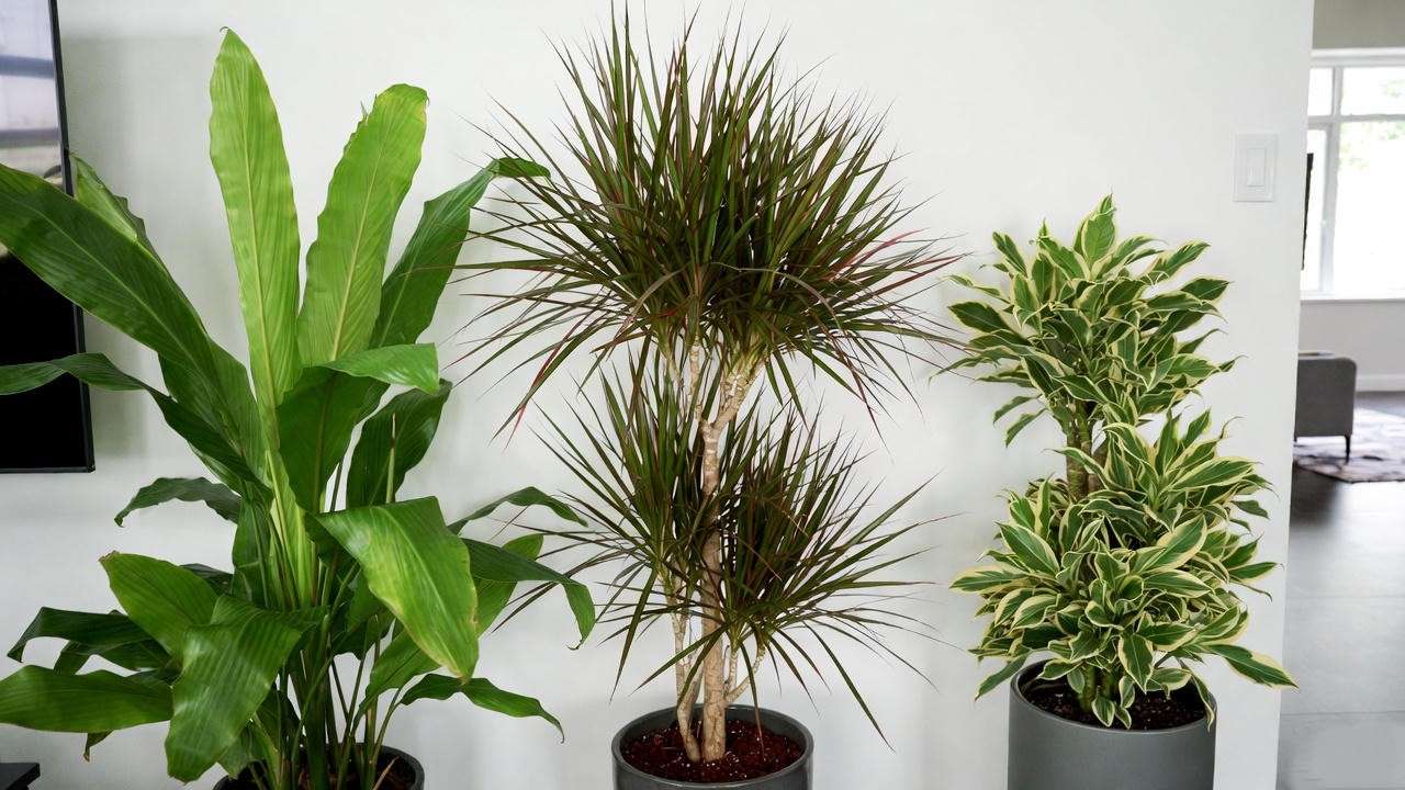Three indoor Dracaena plants (fragrans, marginata, reflexa) in stylish pots against a white wall, showcasing their unique foliage.
