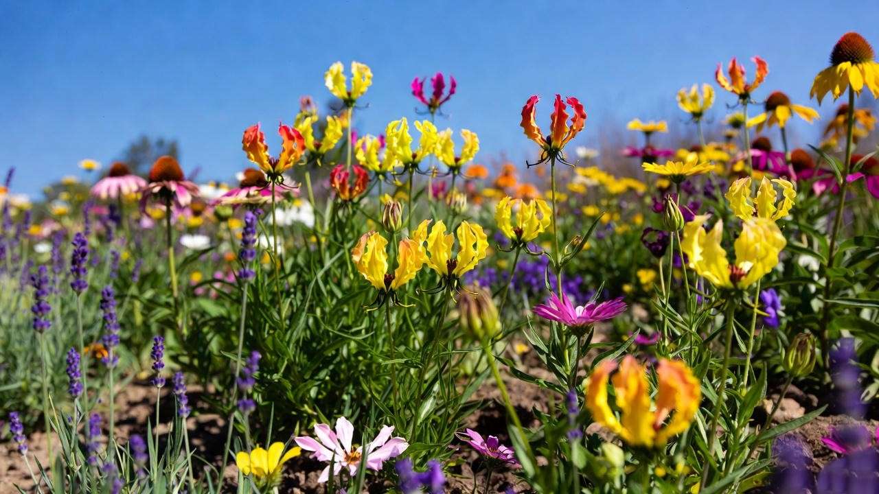 Sunny garden bed with gloriosa daisy plants blooming alongside lavender and coneflowers in well-drained soil.
