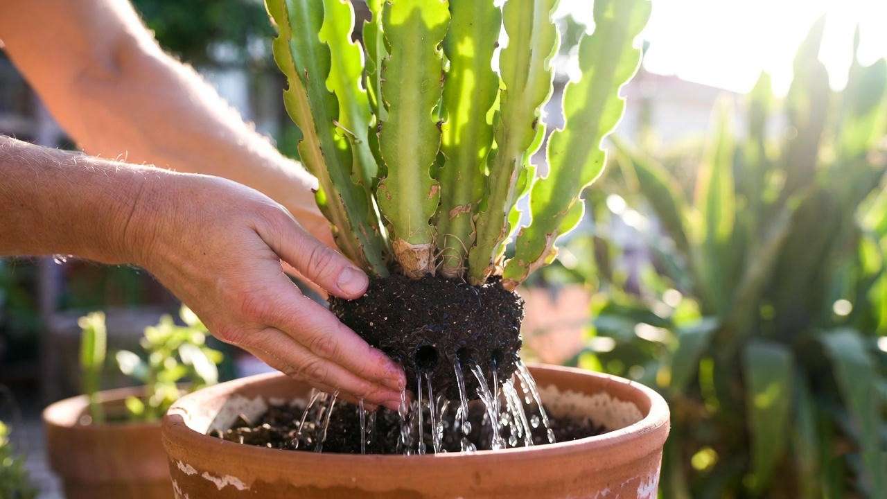 Hands watering a dragon fruit plant in a pot with drainage, showing proper care to prevent yellow leaves in a garden setting.