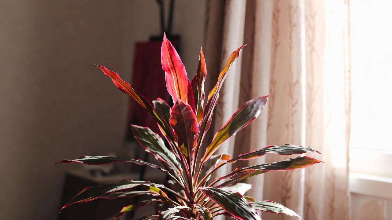 : "Red dragon plant thriving near an east-facing window with sheer curtains."
