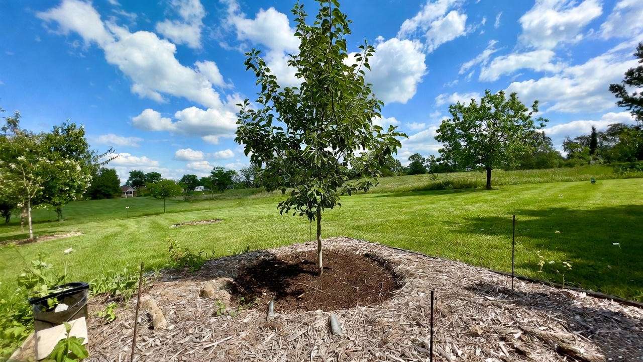  Young apple tree planted in a sunny backyard with well-drained soil and mulch, positioned away from structures for optimal growth.
