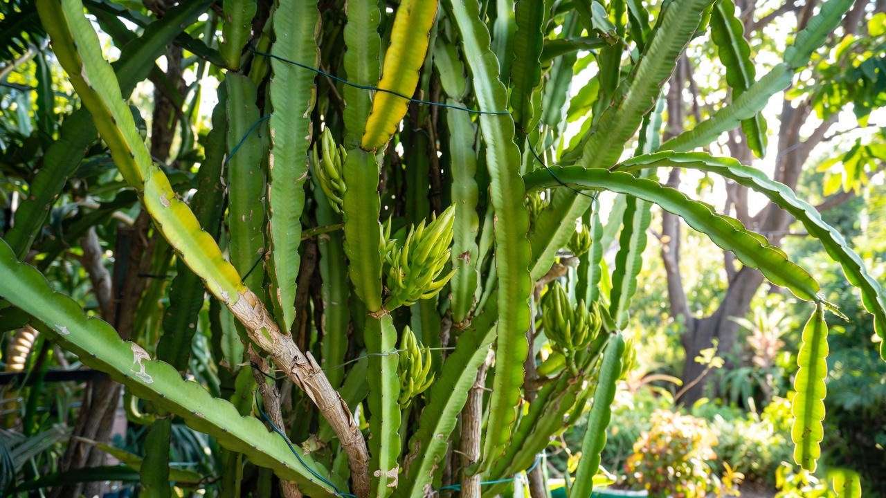 Healthy dragon fruit plant in bright, indirect sunlight, thriving with green stems in a tropical garden setting.